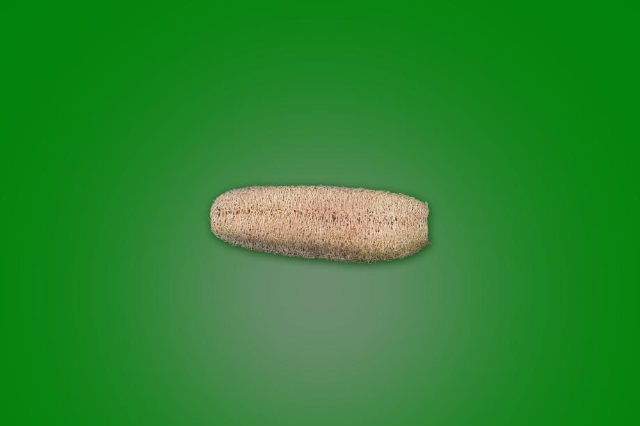 수세미