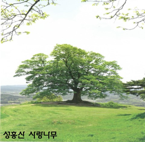 성흥산 사랑나무